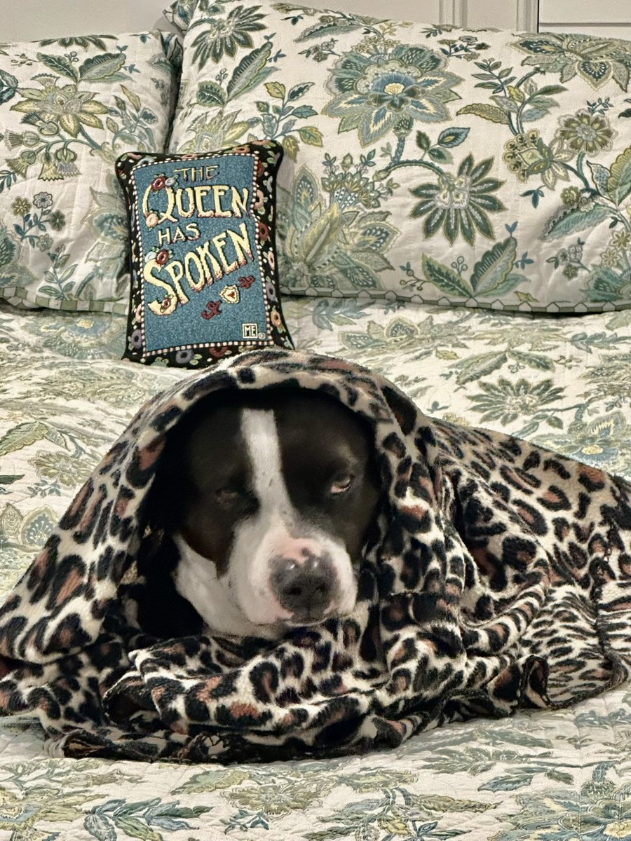 marylanet's tweet photo. As you can see, Fiona is very busy celebrating herself on #NationalPetDay !
#AdoptDontShop 
#Rescue #QueenOfEverything https://t.co/qe50fztgmN