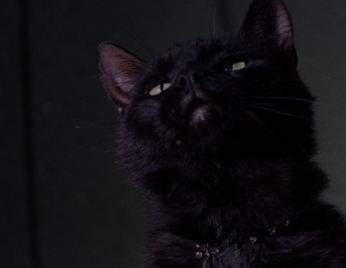 Sandmannequin 🇵🇸🇺🇦🇻🇪🇨🇺 tweet media