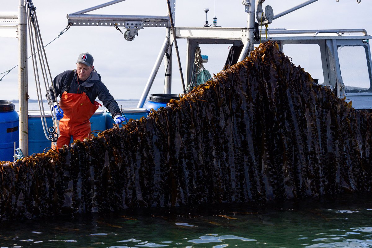 GreenWave tweet media