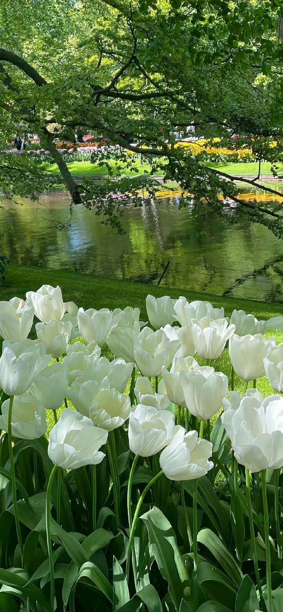 wangxiaoxian33's tweet photo. 在湖边，盛开的白花仿佛是一首静谧的乐曲，优雅地跳跃着，为这片水域增添了无尽的魅力。 #LibertyCatNFT #Web3 #NFT #Crypto #OKX https://t.co/pVxUSh003U