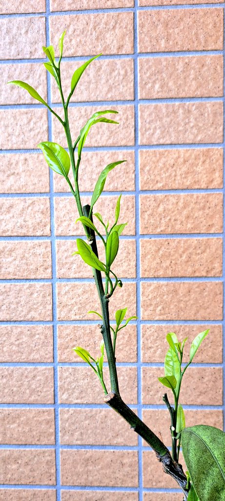 みののこ． tweet media