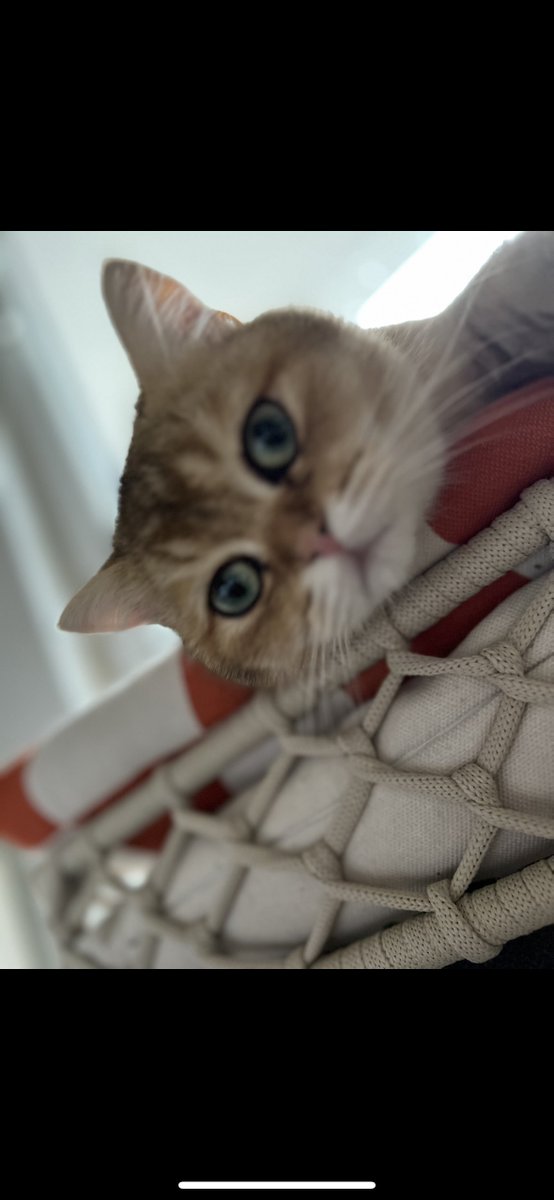 LordLapeMeows's tweet photo. https://t.co/hC20yfRYS0