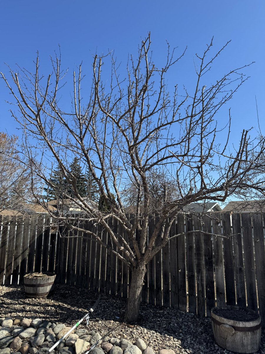 Arbour_Crest's tweet image. Here are Derek, Avery and Garrett working on shaping apple trees. In addition to general pruning, it is important to shape apple trees to contain their size or else the fruit load may break the branches #appletreepruning #skarborists #springpruning