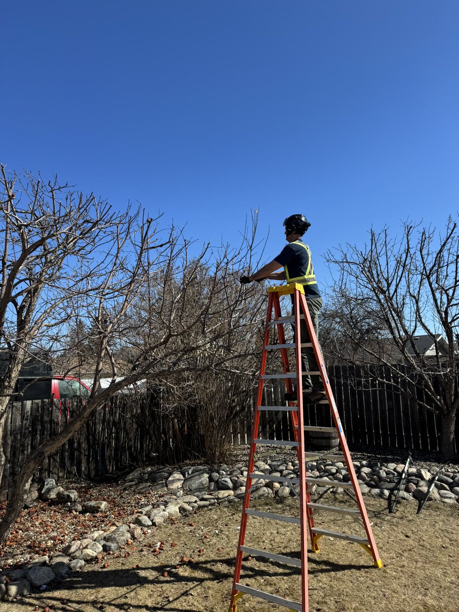 Arbour_Crest's tweet image. Here are Derek, Avery and Garrett working on shaping apple trees. In addition to general pruning, it is important to shape apple trees to contain their size or else the fruit load may break the branches #appletreepruning #skarborists #springpruning