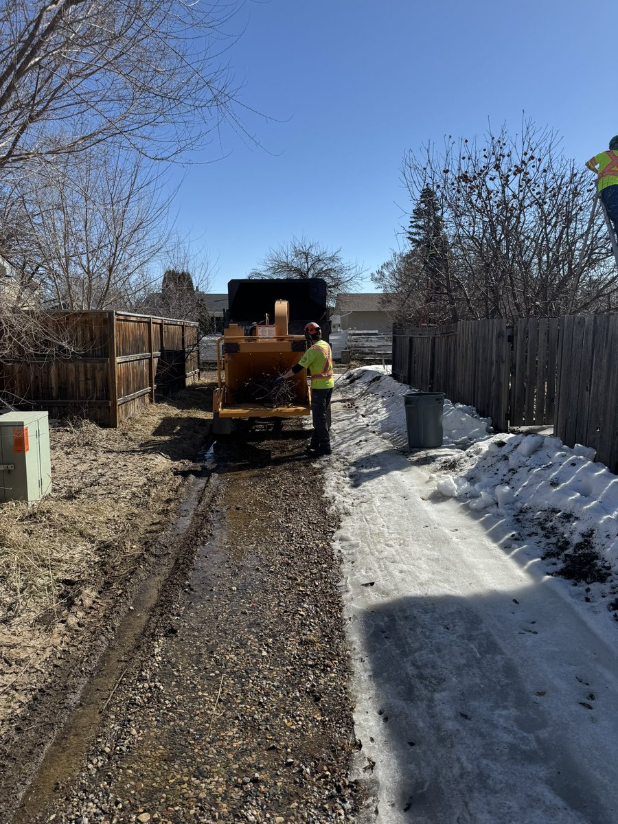Arbour_Crest's tweet image. Here are Derek, Avery and Garrett working on shaping apple trees. In addition to general pruning, it is important to shape apple trees to contain their size or else the fruit load may break the branches #appletreepruning #skarborists #springpruning