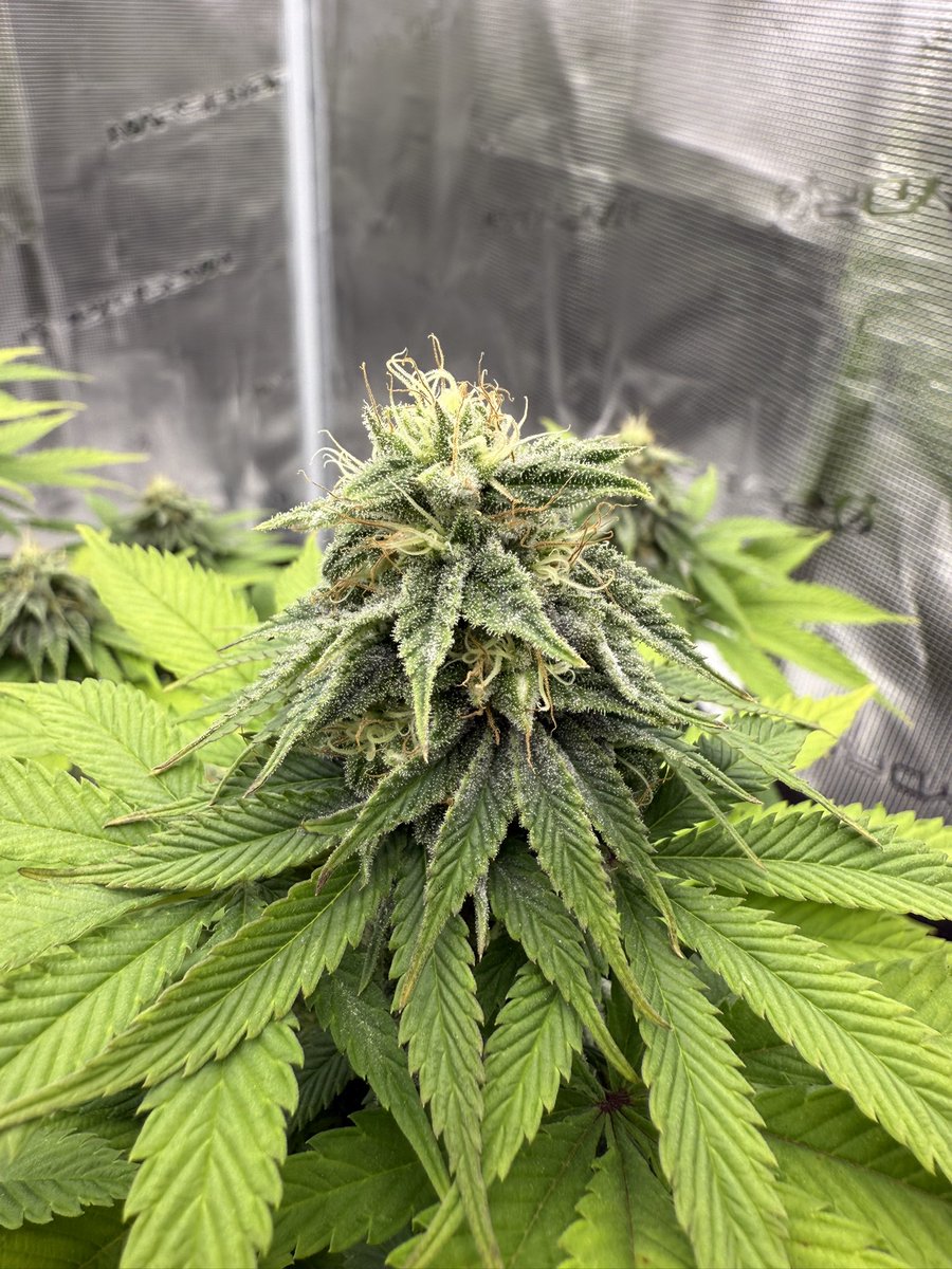 Blueberries coming along nicely 😍
<a href="/DutchPassion_/">Dutch Passion</a> 
In week 5 of flower now. Close to week 6.