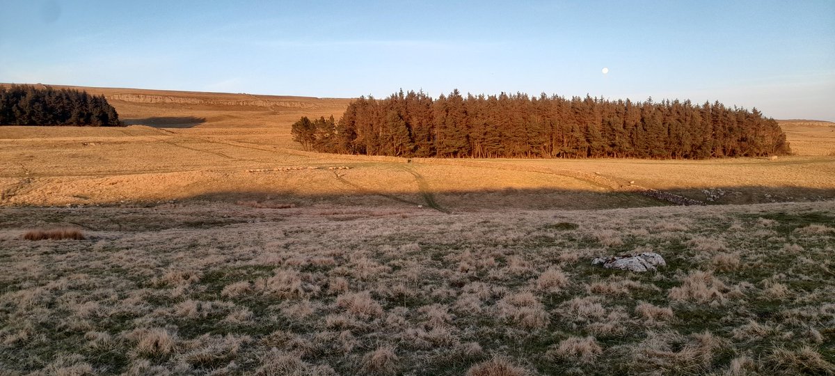 Richard Stockdale (@richardstockda5) on Twitter photo A spectacular evening for lambing in the dales🐑 A spectacular evening for lambing in the dales🐑