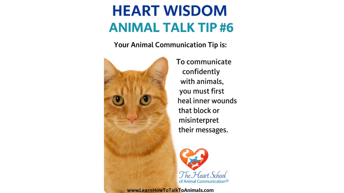 Val_Heart's tweet image. If you’ve been feeling stuck, blocked, or doubting your abilities, you’re not alone—and you don’t have to stay there.
🐾 Join the Club today and start unlocking your true potential!
👉 [Sign Up Now] - go.learnhowtotalktoanimals.com/animal-talk-co…
You and your animals deserve this. 💙