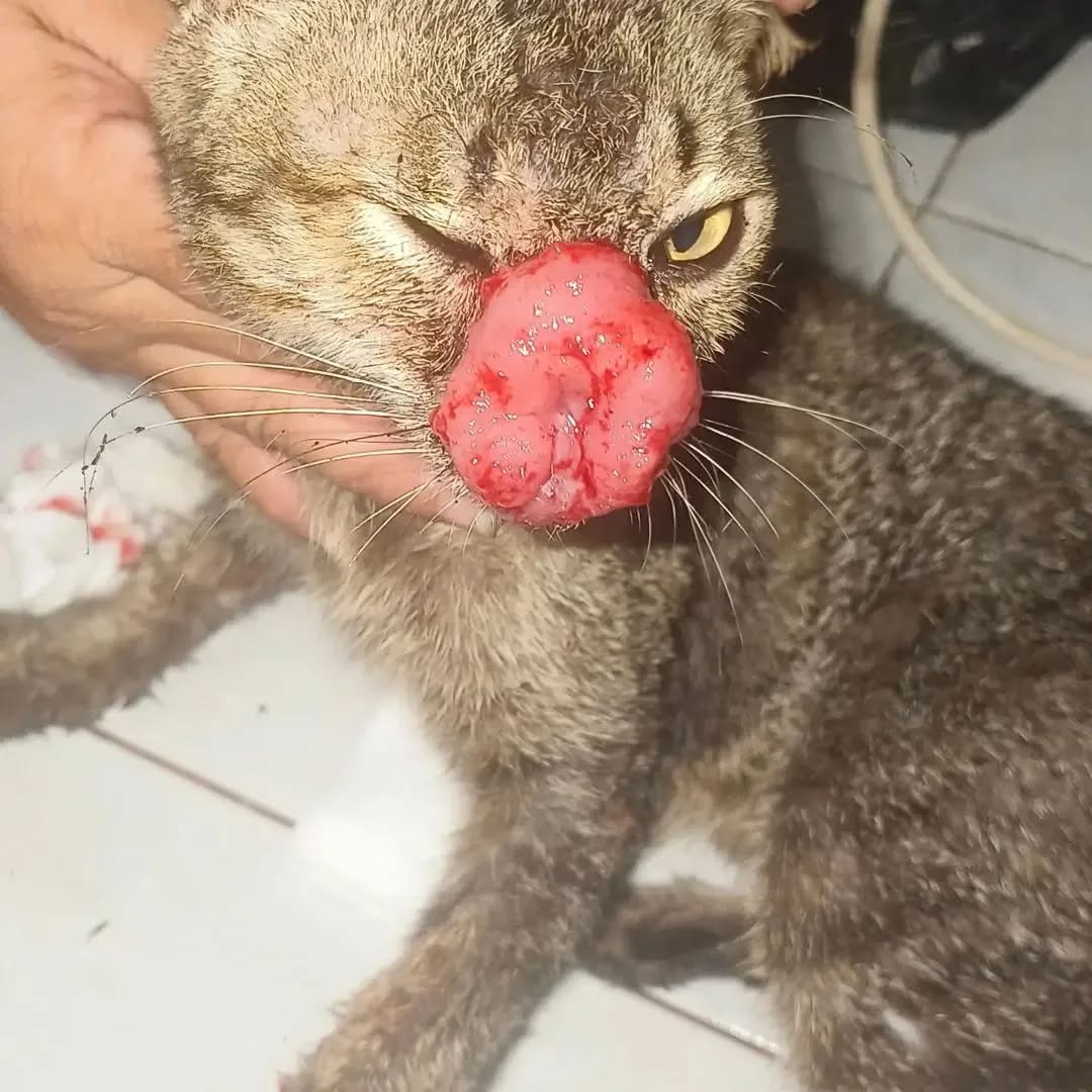 13435akqo964750's tweet image. 💔💔 UPDATE $1000 NEEDED 😭🆘🆘🙏
Sorry we felt to raise any help here. it cost me about $350 to remove the flesh from the nose and attach the tube. The vets have denied working on her without initial vetting fees worth $100

💰DONATE VIA LINK INBIO 😔😔🙏

#helpme #helpanimals
