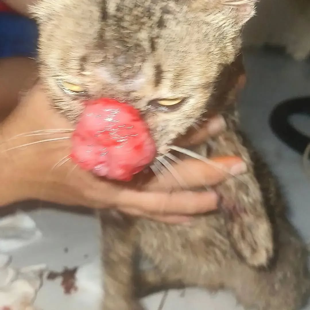13435akqo964750's tweet image. 💔💔 UPDATE $1000 NEEDED 😭🆘🆘🙏
Sorry we felt to raise any help here. it cost me about $350 to remove the flesh from the nose and attach the tube. The vets have denied working on her without initial vetting fees worth $100

💰DONATE VIA LINK INBIO 😔😔🙏

#helpme #helpanimals