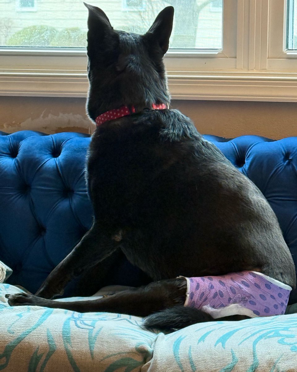 “Hi furiends! I got through my surgery unscathed! My pawrents are letting me keep my cone of shame off while they’re home. I’m getting extra treats and lovins. I’ll be spending the weekend soaking up sun from my spot. What’s everyone else doing this weekend?”