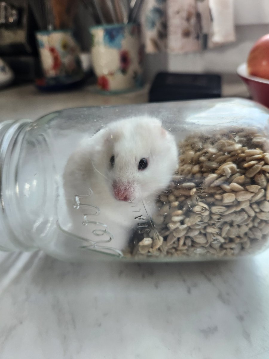 GoofyJesters's tweet photo. My hamster waddled in the seed jar a while ago ☕ https://t.co/B3dHS0Q6ay