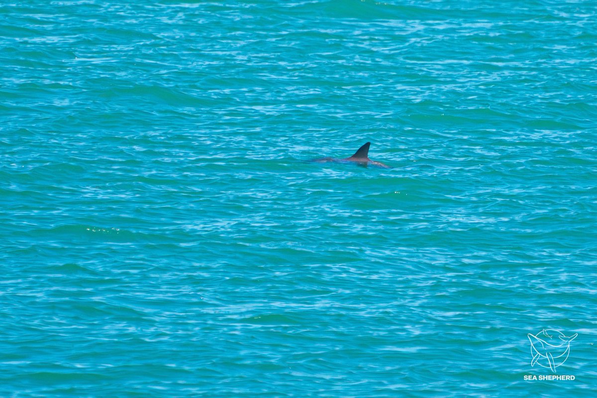 La #VaquitaMarina (Phocoena sinus) es el único mamífero marino endémico de 🇲🇽, habita en la Reserva de la Biosfera #AltoGolfo de California y Delta del Río Colorado. 🐋

Conoce los esfuerzos de conservación que se han implementado para conservarla ➡️ bit.ly/3RHaxQP 🌅