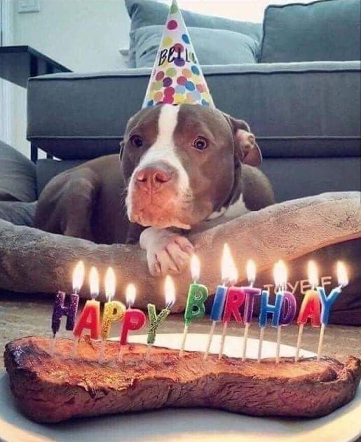 BestinDogs's tweet photo. Everyone today is my birthday 🎂 https://t.co/eaMw9zaaZu