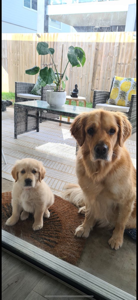 Funky00XRP's tweet photo. @coinspot The best dogs and man could ask for. https://t.co/dE2JXpo8f6