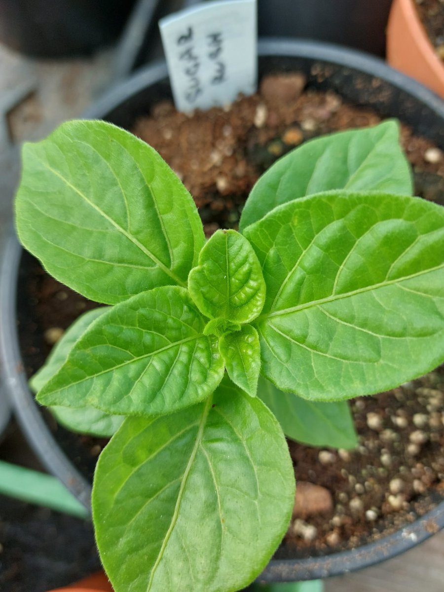 Thriving in Potting Compost 🌱🌱🌱
#FertileFibre #Compost #peatfree