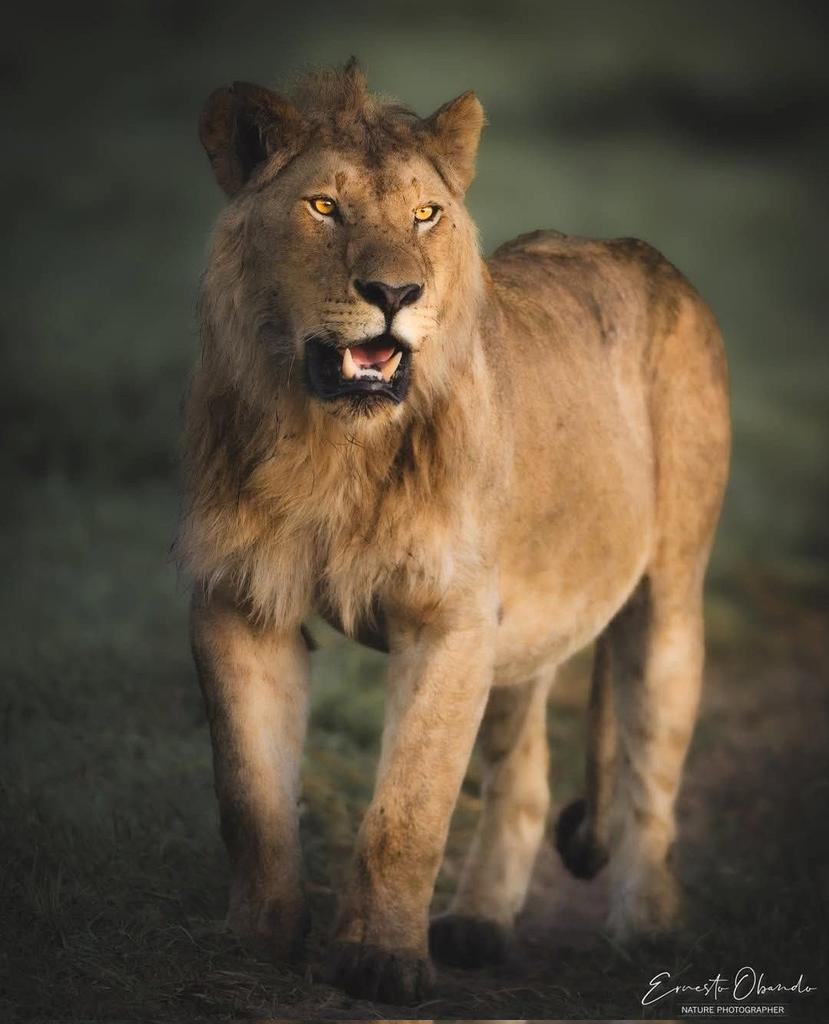 LIONLOVERS5's tweet photo. Rongai Rocker!!

Dubo Mtoto 💙 

#LoveLions 
📸 ernestoobandog Instagram https://t.co/NPiAC028eM