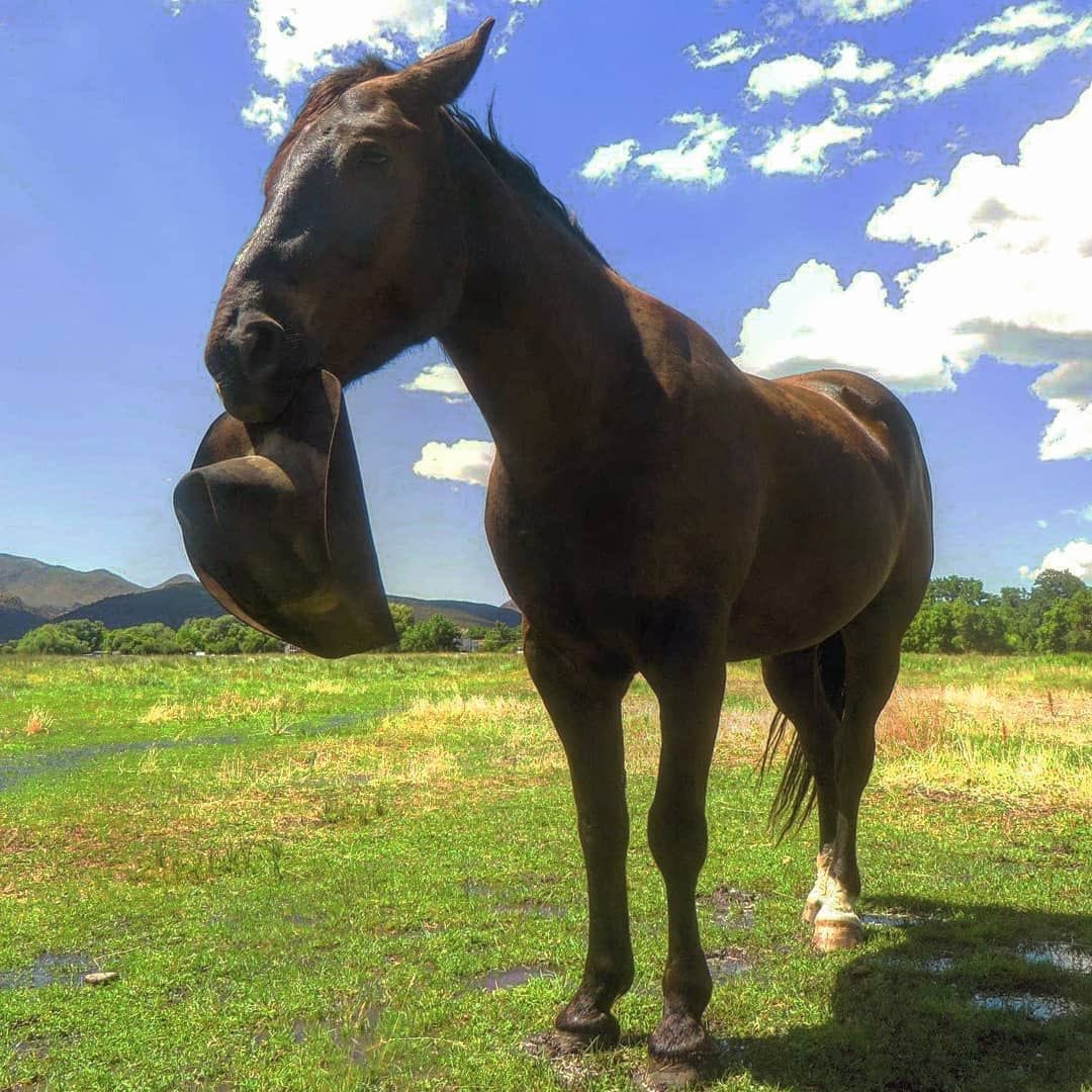 horse holding cowboy hat