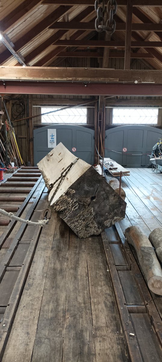 Morgen 12 april aan de slag met deze flinke jongen. Tijdens de Erfgoeddag wordt deze enorme brok hout verzaagd. We ontvangen graag iedereen voor een rondleiding, figuurzagen of een vaart over de Vliet met een trekschuit, zoals we de Intercity van de Gouden Eeuw nu noemen.