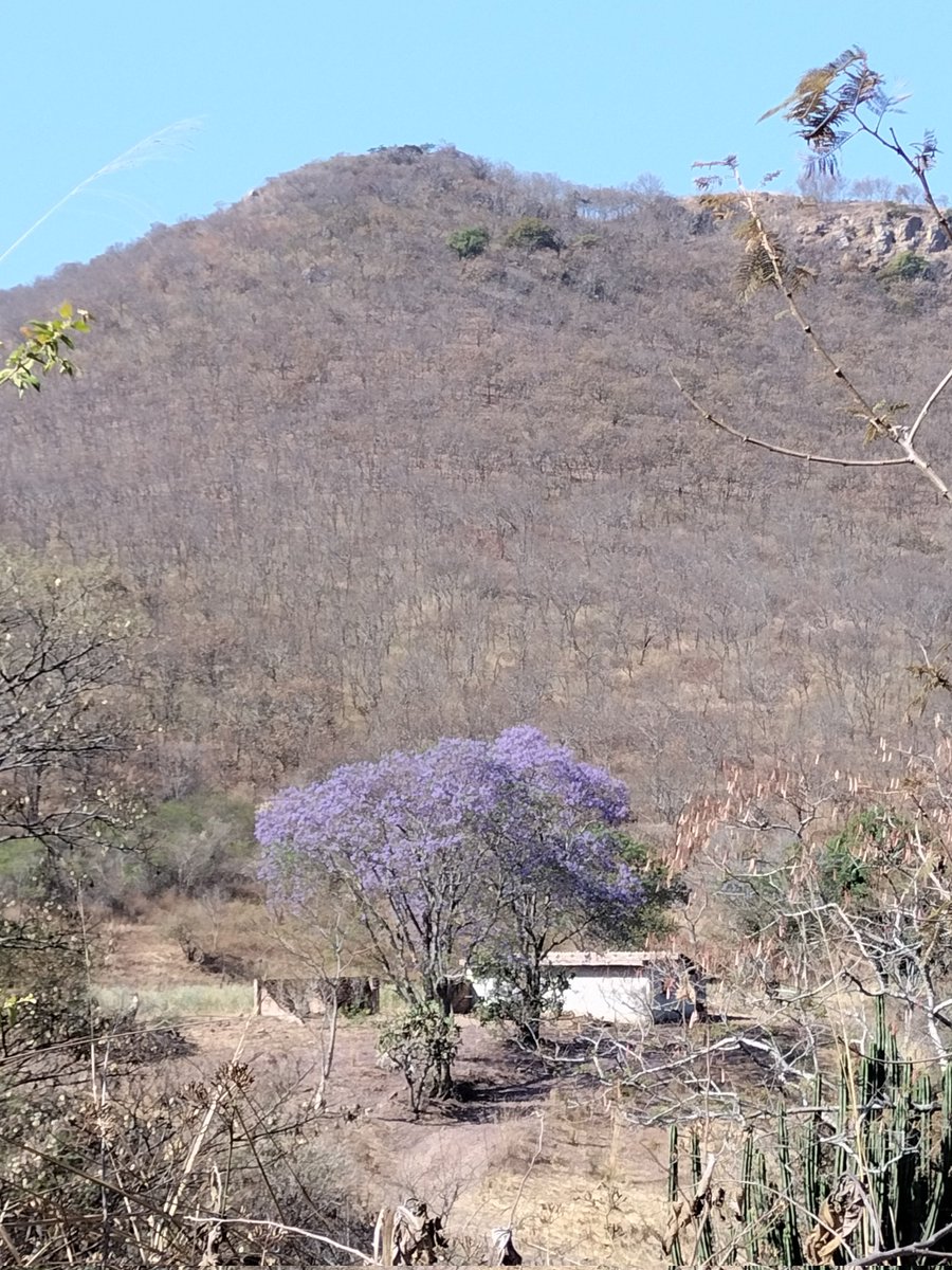 DanielRolon7's tweet photo. #JacarandaAzteca @RicardoBSalinas @MLMSalinas  @JorgeNikaidoB https://t.co/909xfQKBmB