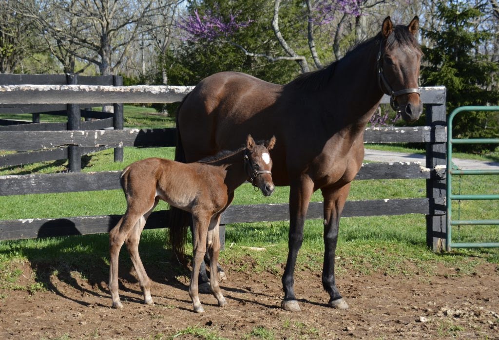 For #FoalFriday, a picture of our day old filly from our friends at <a href="/Gainesway/">Gainesway</a> from Raging Bull (FR) and our mare Boudica (More than Ready). Raging Bull’s sire Dark Angel has had success with More than Ready mares and we look forward to how she develops!