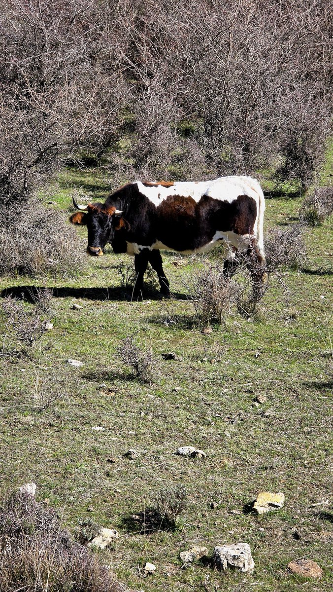 Grado Geografía y GT. (UGR) Oficial (@gradogeo_ugr) on Twitter photo Salida de campo de la asignatura "Recursos Naturales y Planificación del Medio Físico" de 4° curso del Grado en Geografía y Gestión del Territorio. El ámbito geográfico visitado ha sido el paraje El Purche, en el Parque Natural de Sierra Nevada. Salida de campo de la asignatura "Recursos Naturales y Planificación del Medio Físico" de 4° curso del Grado en Geografía y Gestión del Territorio. El ámbito geográfico visitado ha sido el paraje El Purche, en el Parque Natural de Sierra Nevada.