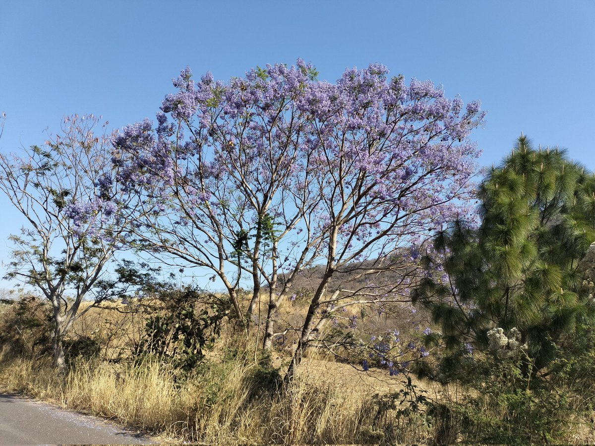 DanielRolon7's tweet photo. #JacarandaAzteca @RicardoBSalinas @MLMSalinas @JorgeNikaidoB https://t.co/3miuBbYcQx