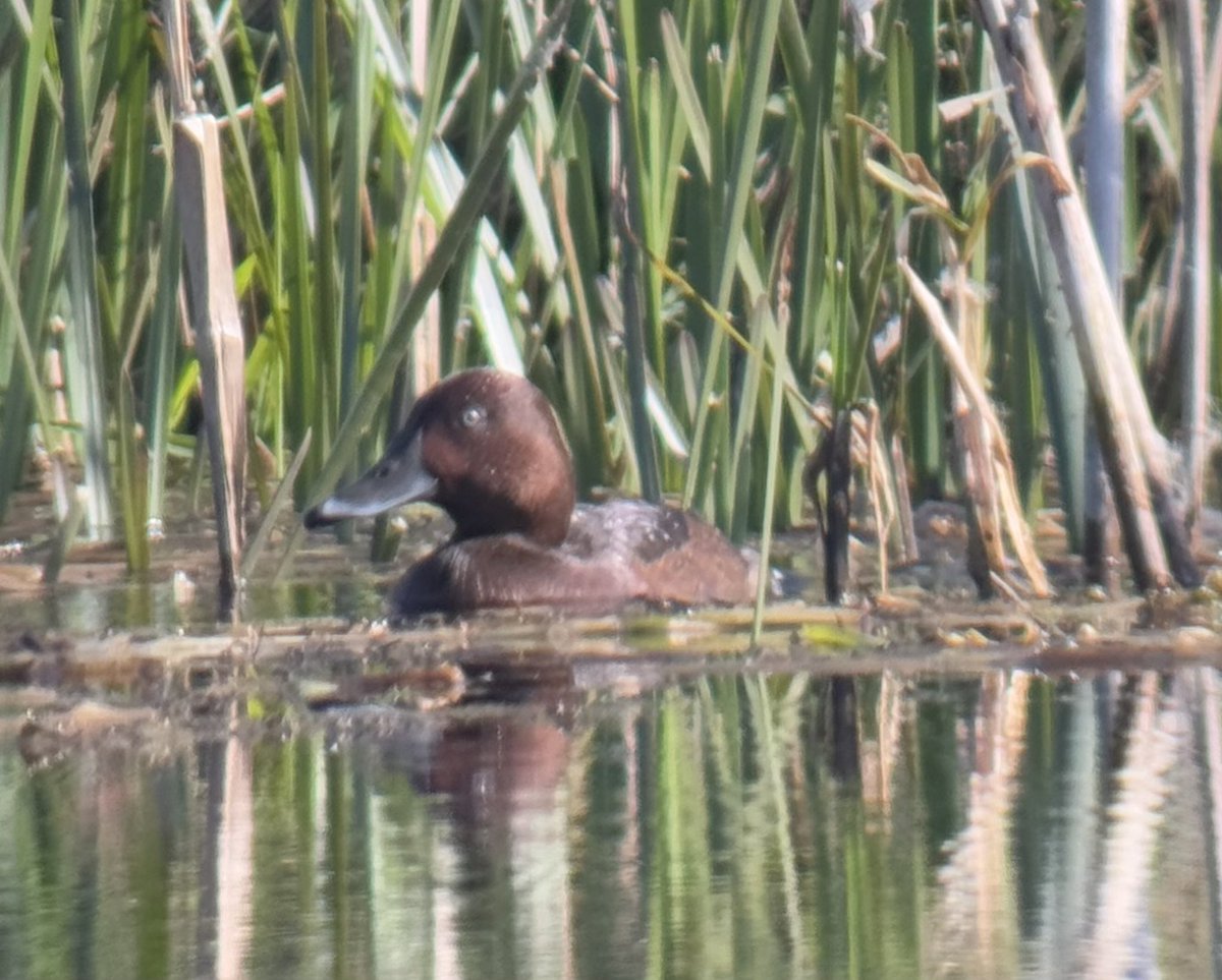 anthonysbirds's tweet photo. Very lucky to find this female Ferruginous duck on my local nature reserve, it’s never had anything rare on it before, surprisingly the first Shropshire record for 23 years! https://t.co/NRUi6fquBo