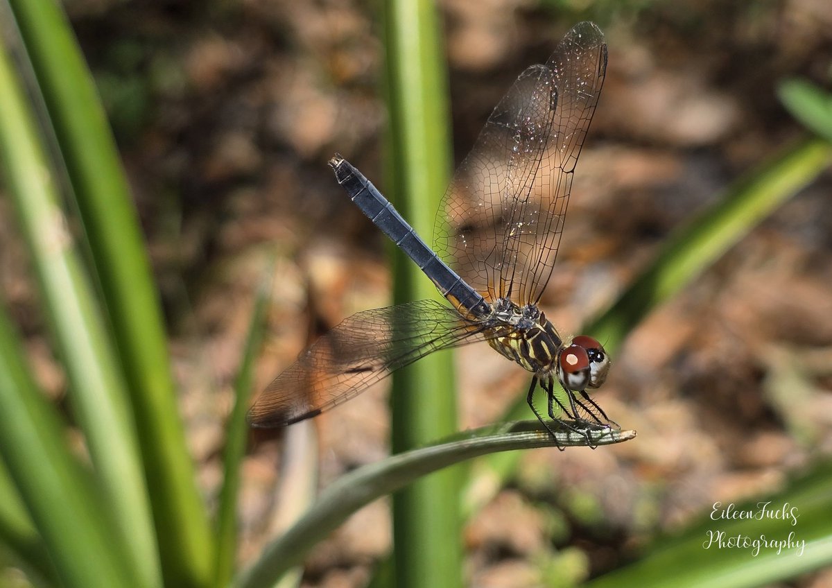 HomeSweetFL1's tweet photo. So excited to see my first #dragonfly of the season. This #BlueDasher was patient while I photographed it. 😍🌿🦟🍃💙
#Skimmer #NaturePhotography #photography #insects #macro https://t.co/ugplTbwXoV