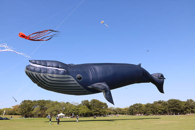 全長50mの巨大クジラが登場！国営海の中道海浜公園 - うみなか凧揚げ