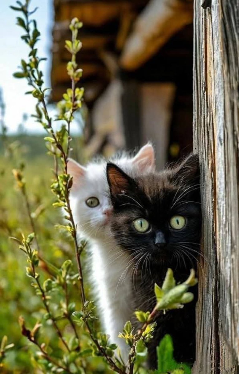 Kosmo (@kosmomireille) on Twitter photo <a href="/AngelaJ32994950/">Angela John</a> <a href="/StefydiJ/">stefy10</a> <a href="/SLARTZONE/">Stéphane Lefebvre</a> <a href="/JosyBorselli/">Joe Borselli</a> <a href="/_Cristian_Vlad_/">Cristian Vlad</a> <a href="/Giuseppa9169974/">Josy.🌺</a> <a href="/JohnKish20/">John Kish</a> <a href="/Natanaelmiangel/">Lolett y Natanael</a> <a href="/cocokurumi1/">mi✨kuru🦜</a> <a href="/tubitubi12345/">こませ</a> <a href="/MadhubalaStefan/">Younger J Malmsteen ;)</a> <a href="/CherrylezamaPaz/">Cherry lezama Paz</a> <a href="/Verywimp/">Frank V.❤️Cats😻 040Ehv. Does only Voluntary work!</a> <a href="/IronBuffalo1/">IronBuffaloX (Mistawasis)</a> <a href="/wasungenmcw/">Cristina W. Gensler</a> <a href="/mainzina/">Elizabeth</a> <a href="/DavidSo24206464/">new timeline💫 beautiful pic💖</a> <a href="/morgana_ariel/">Ari'EL🐈⬛🐕🐅🐆🦊🐦⬛🦇🐺🐇🐀🐻all Animals🐾🌹💫</a> <a href="/JeanneMReinhart/">Jeanne Reinhart</a> <a href="/IzabelleCova/">🌺 Iza 💦</a> <a href="/Jobish7/">Jo Bishop BA hons</a> <a href="/Jilliemary/">Jillian Peeling</a> <a href="/Alexa17101614/">ALEXA 🍃💋🍃</a> <a href="/KristelBERINGER/">KRISTEL</a> 😁
🤍🐈⬛ <a href="/AngelaJ32994950/">Angela John</a> <a href="/StefydiJ/">stefy10</a> <a href="/SLARTZONE/">Stéphane Lefebvre</a> <a href="/JosyBorselli/">Joe Borselli</a> <a href="/_Cristian_Vlad_/">Cristian Vlad</a> <a href="/Giuseppa9169974/">Josy.🌺</a> <a href="/JohnKish20/">John Kish</a> <a href="/Natanaelmiangel/">Lolett y Natanael</a> <a href="/cocokurumi1/">mi✨kuru🦜</a> <a href="/tubitubi12345/">こませ</a> <a href="/MadhubalaStefan/">Younger J Malmsteen ;)</a> <a href="/CherrylezamaPaz/">Cherry lezama Paz</a> <a href="/Verywimp/">Frank V.❤️Cats😻 040Ehv. Does only Voluntary work!</a> <a href="/IronBuffalo1/">IronBuffaloX (Mistawasis)</a> <a href="/wasungenmcw/">Cristina W. Gensler</a> <a href="/mainzina/">Elizabeth</a> <a href="/DavidSo24206464/">new timeline💫 beautiful pic💖</a> <a href="/morgana_ariel/">Ari'EL🐈⬛🐕🐅🐆🦊🐦⬛🦇🐺🐇🐀🐻all Animals🐾🌹💫</a> <a href="/JeanneMReinhart/">Jeanne Reinhart</a> <a href="/IzabelleCova/">🌺 Iza 💦</a> <a href="/Jobish7/">Jo Bishop BA hons</a> <a href="/Jilliemary/">Jillian Peeling</a> <a href="/Alexa17101614/">ALEXA 🍃💋🍃</a> <a href="/KristelBERINGER/">KRISTEL</a> 😁
🤍🐈⬛