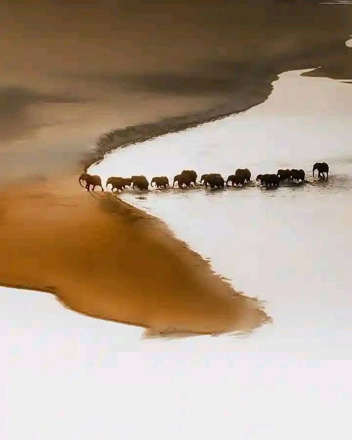 Joe__Bassey's tweet image. River Crossing in Namibia 🇳🇦 Africa.
📷 by Solly Levi Photography