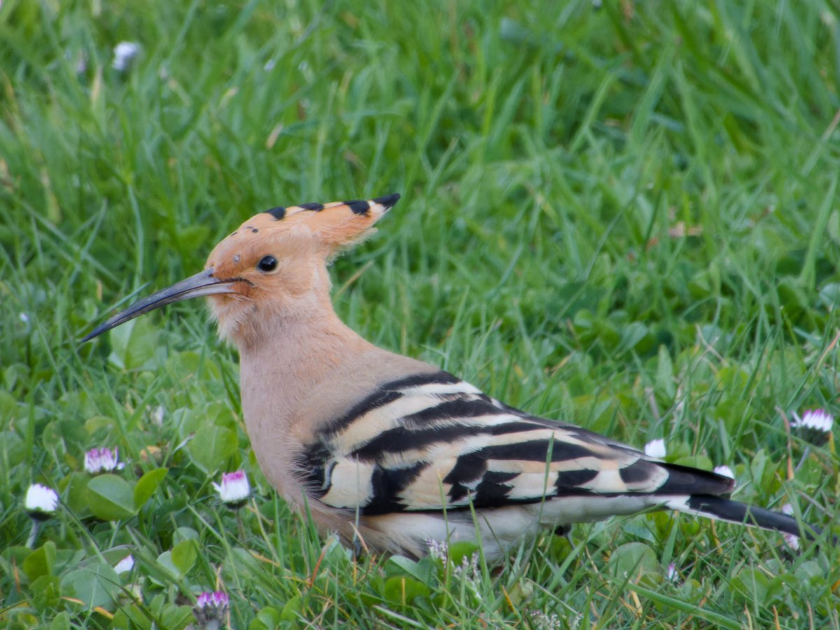 Seeing this Hoopoe at Little Dartmouth was a lovely way to spend a Friday evening!