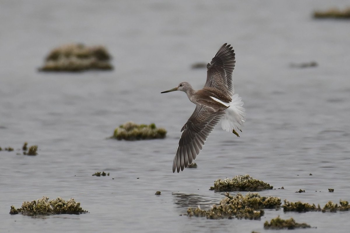 明日開幕する大阪･関西万博…会場となった夢洲で昔々に見た鳥 その35

カラフトアオアシシギ 2016/9/12