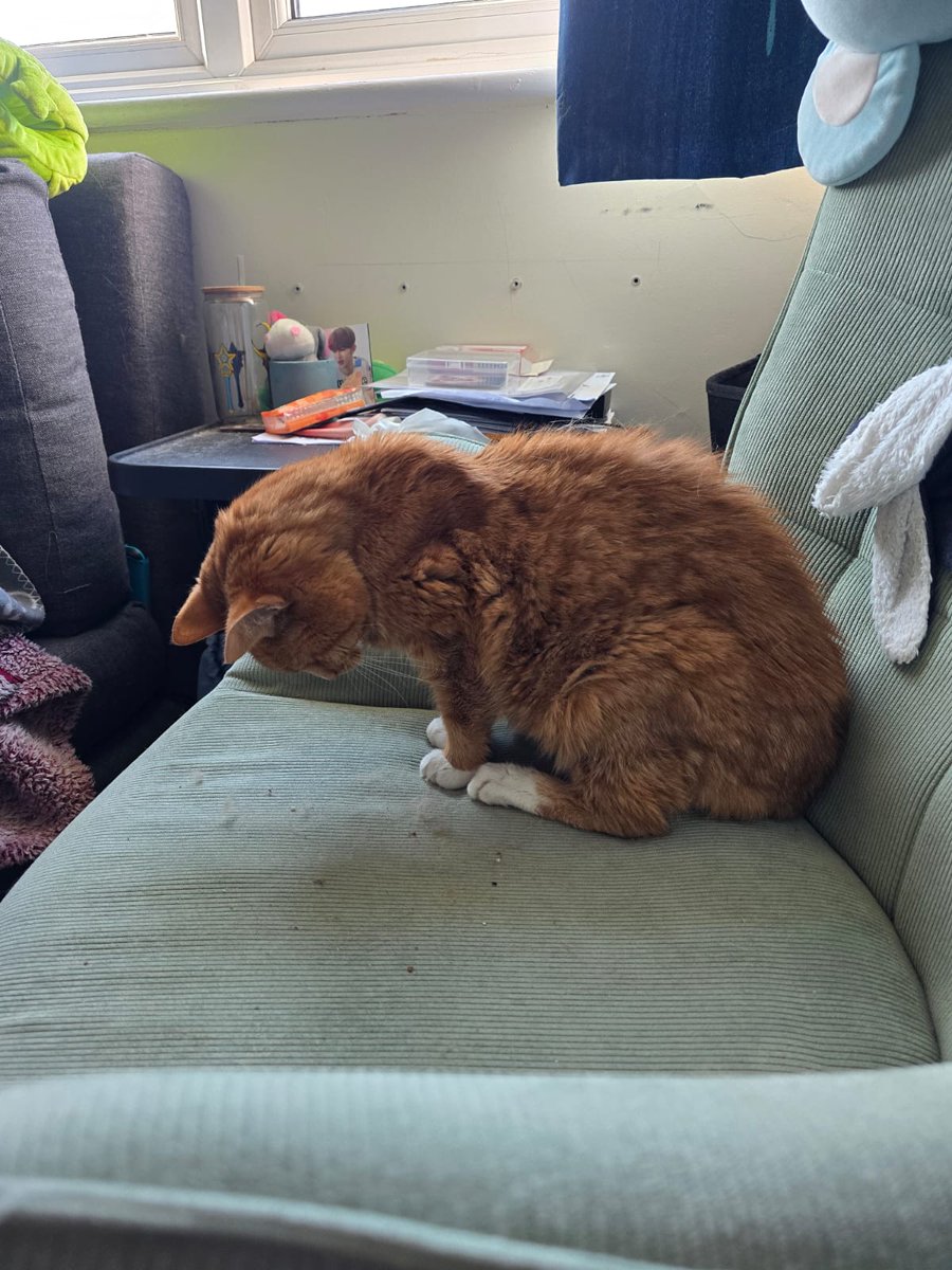von_b's tweet photo. Happy National Pet Day to this lil weirdo. #dailypebbles https://t.co/PPNSggyWYT