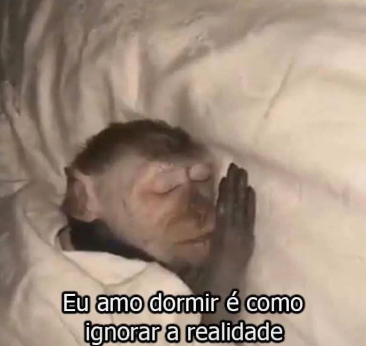 perfil dedicado a gatinhos e peitos (@odeiootaco) on Twitter photo 