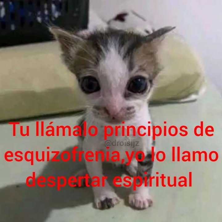 Gordito_Perrito's tweet photo. https://t.co/jUPeZcNGNn