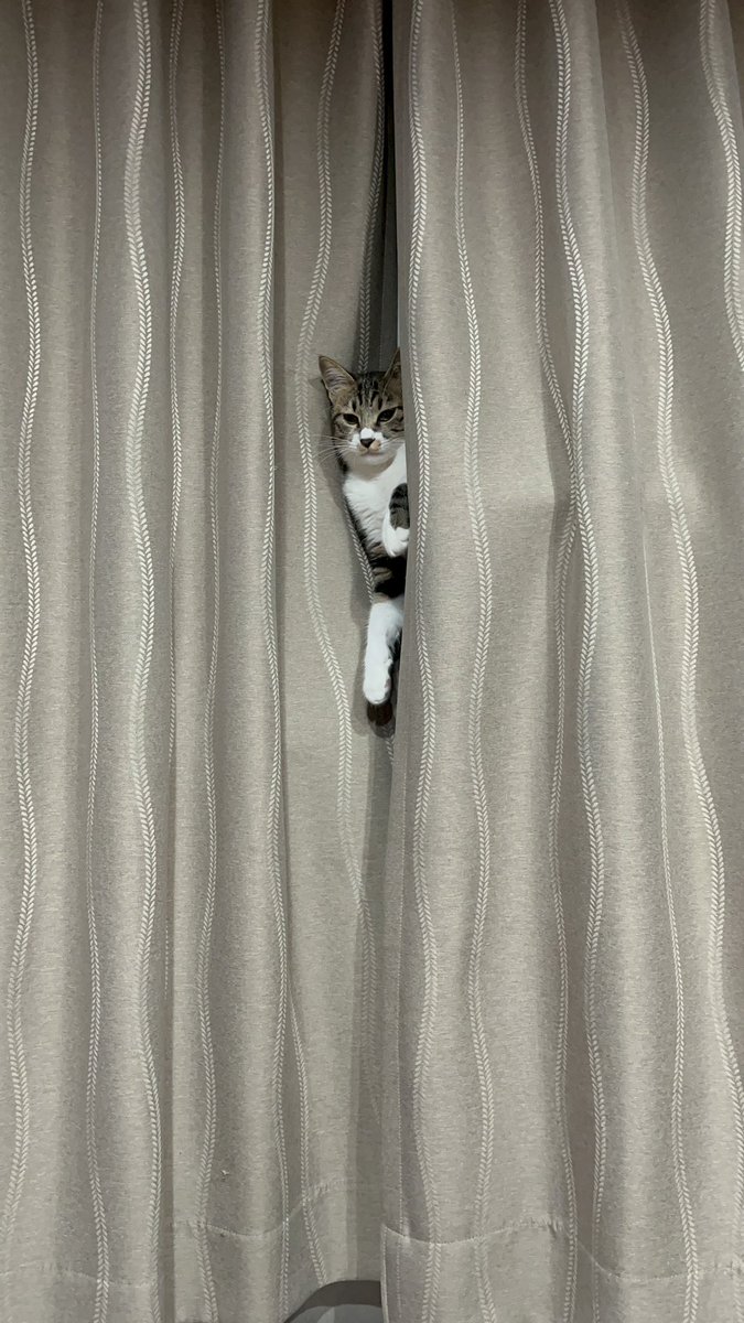 ステラちゃん🤣🤣🤣