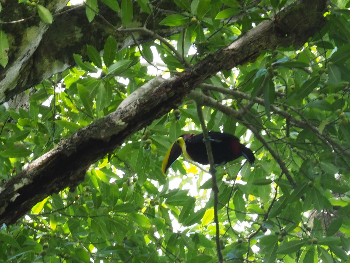 hocekm's tweet image. Toucans in Refucio National Gandoca-Manzanillo