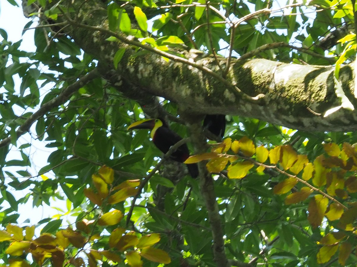 hocekm's tweet image. Toucans in Refucio National Gandoca-Manzanillo