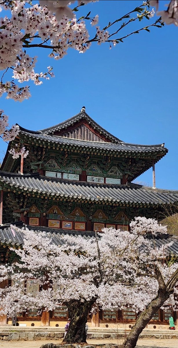 어느 스님이 지팡이를 꽂아 생겨났다는
전설이 있을 거 같은....
오랜 세월 김제 금산사 미륵전과 함께 살아온 벚꽃🌸