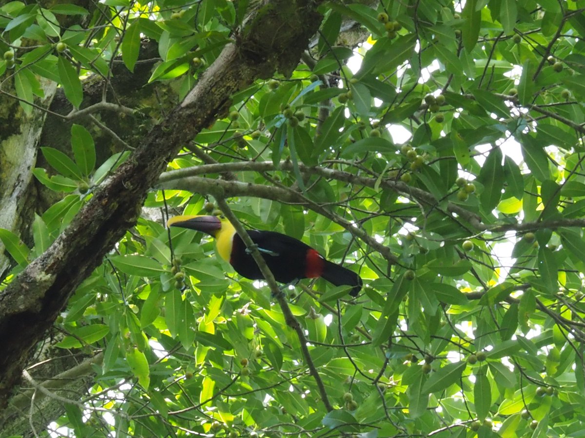 hocekm's tweet image. Toucans in Refucio National Gandoca-Manzanillo