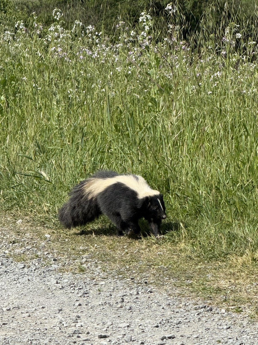 adler_io's tweet photo. Name another animal that min-maxed. This guy put everything into Special Attack. 

#outside #critters https://t.co/R8BYq2bx55