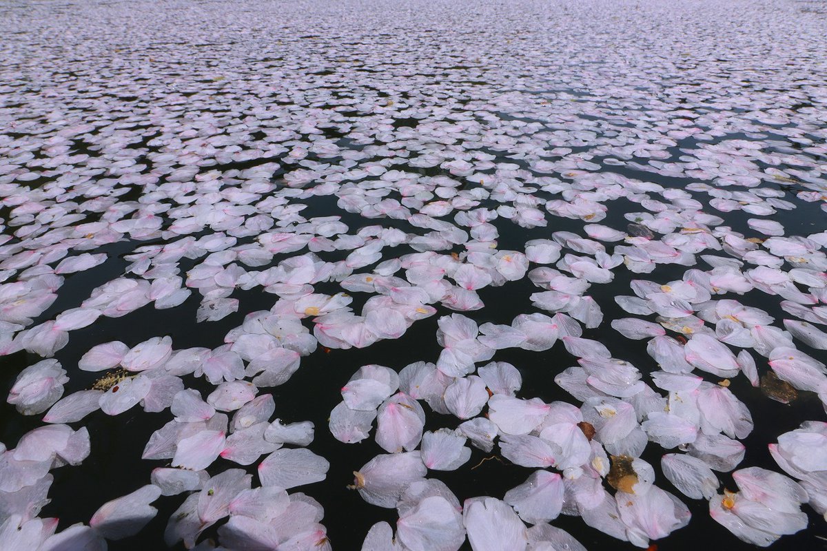 amarua39's tweet photo. 京都、桜42
#伏見十石舟 https://t.co/66whTsbQzi