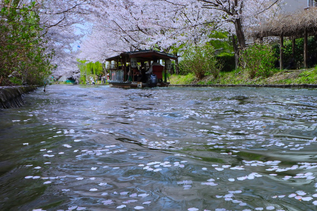 amarua39's tweet photo. 京都、桜42
#伏見十石舟 https://t.co/66whTsbQzi