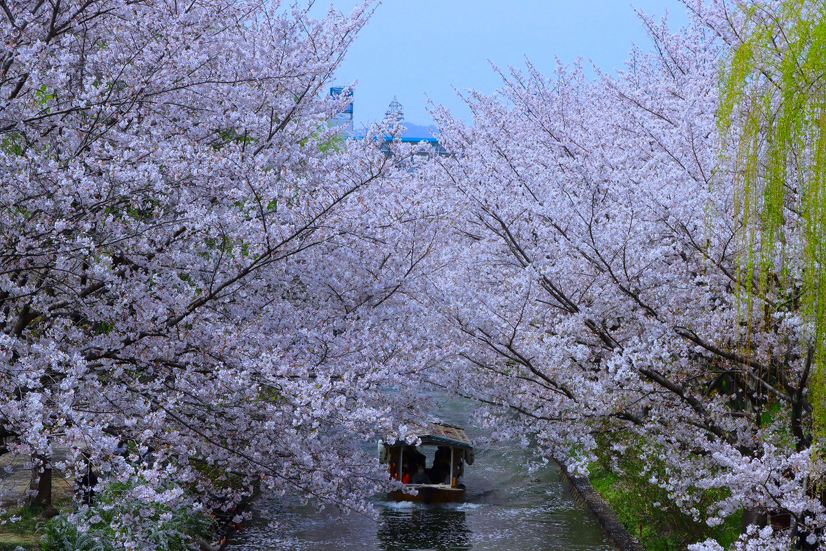 amarua39's tweet photo. 京都、桜42
#伏見十石舟 https://t.co/66whTsbQzi
