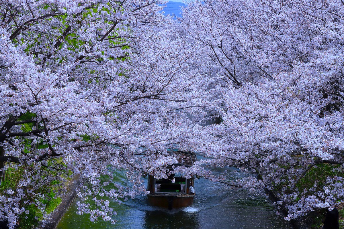 amarua39's tweet photo. 京都、桜42
#伏見十石舟 https://t.co/66whTsbQzi