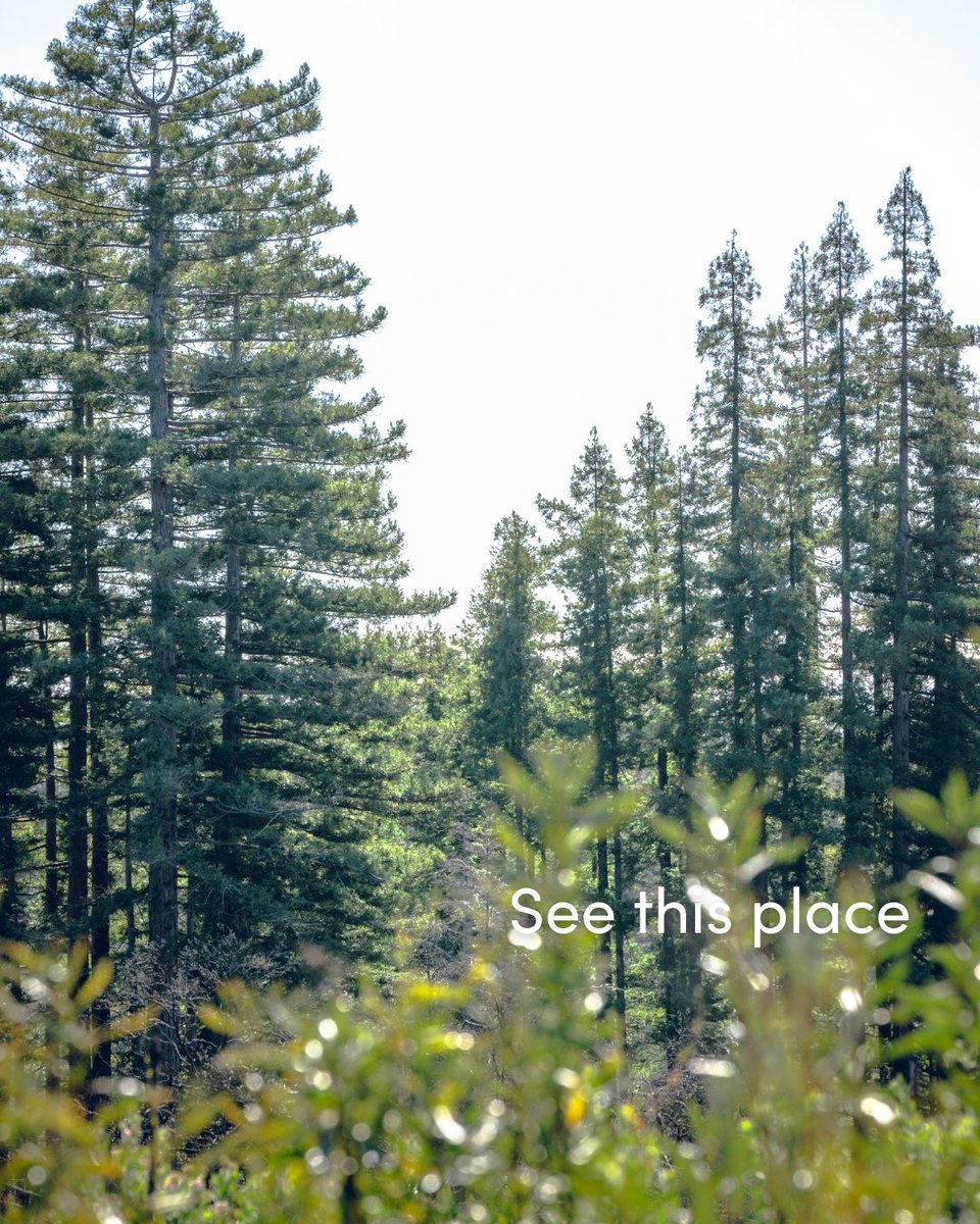 🍃 Forest bathing, or “Shinrin-yoku” as it's called in Japan where the practice was founded, is a way of immersing your senses in nature. It has proven benefits for our physical and mental well being. Forest bathing "invitations" can help you connect any outdoor space.🌲