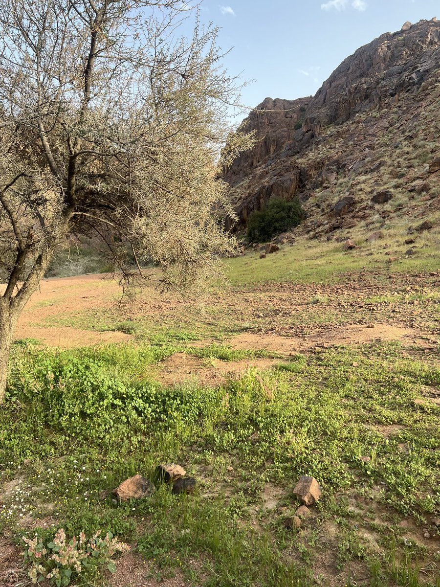 شعيب البار بحائل