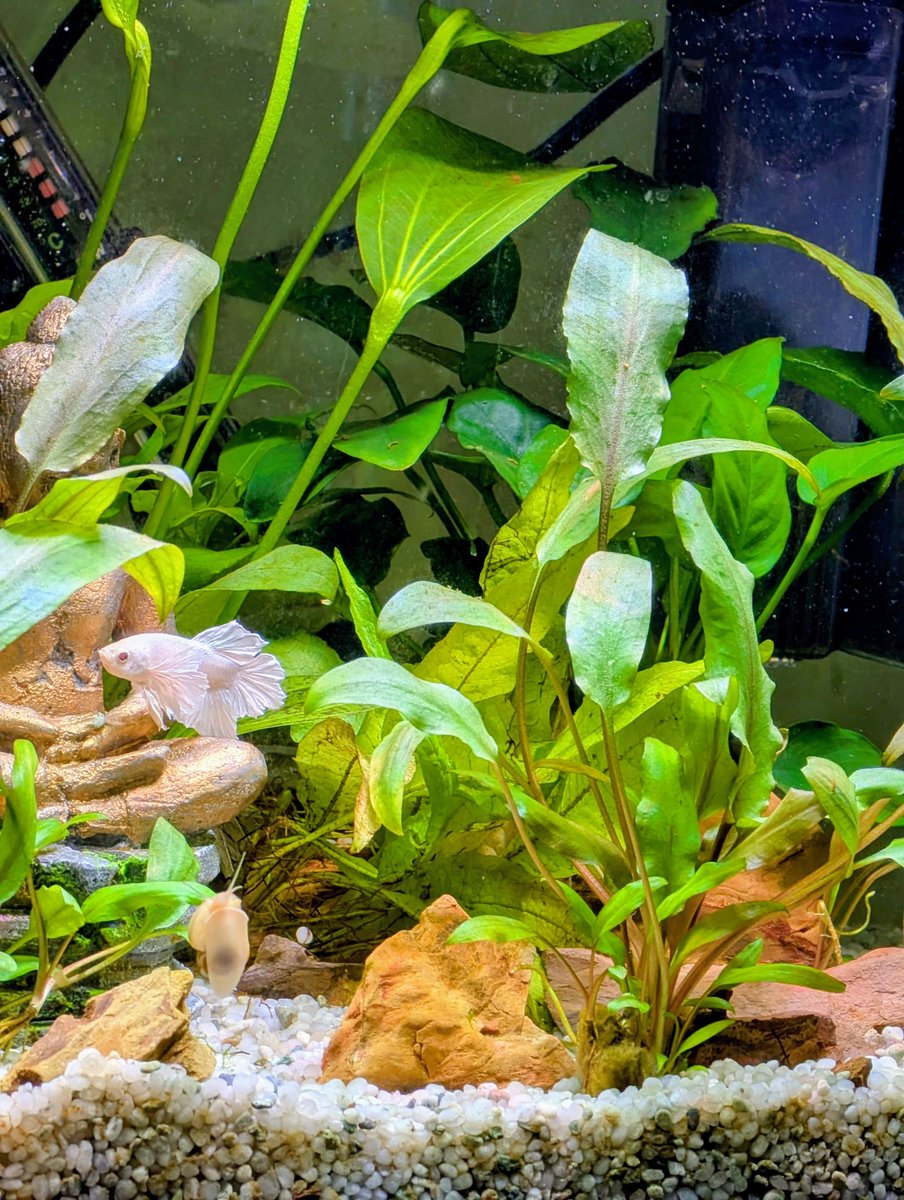 OZZY_GiRL_'s tweet photo. Scooter π€
Chilling on Buddha's lap ππ€π #betta #bettasplenden #bettafish #fightingfish #aquarium https://t.co/BEVnus9pQ8